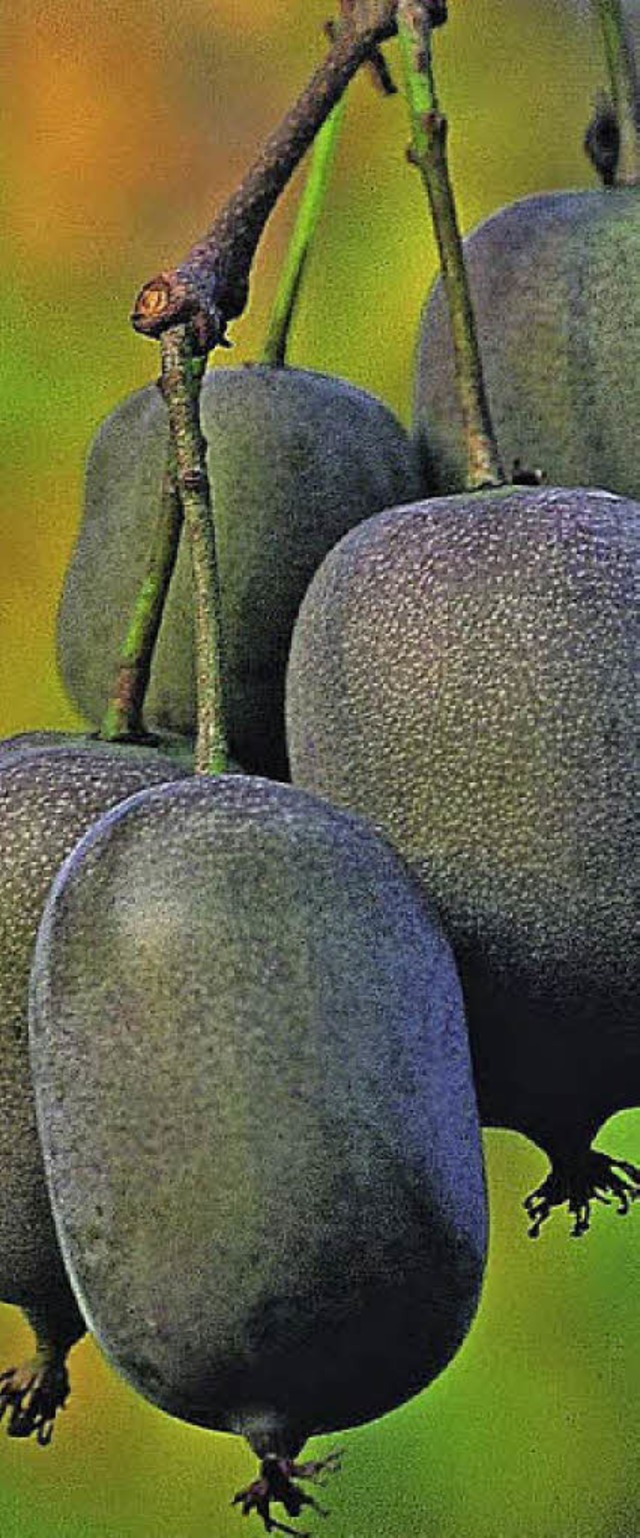 Landkreis der Gegenstze: oben  kalt u...m genug fr die  Kiwizucht im Garten.   | Foto: Archivfoto:BZ