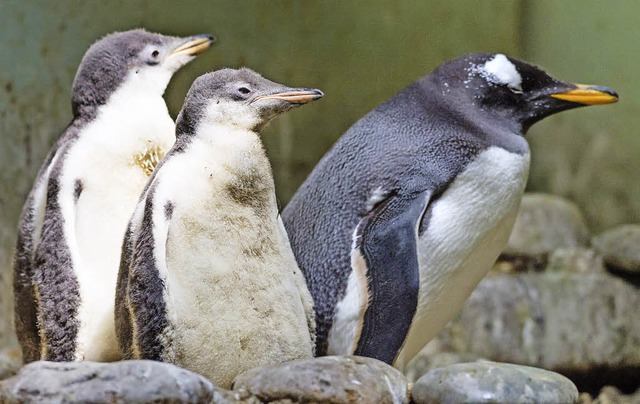 Zwei junge Pinguine mit ihrer Mutter   | Foto: Zoo Basel