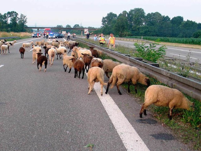 Schafe auf der Autobahn.  | Foto: Privat