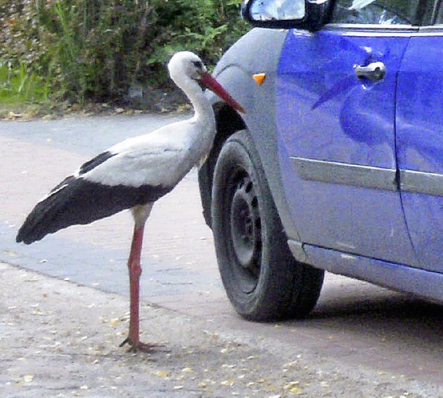 Hier spiegelt sich Meister Adebar noch...11; doch gleich geht die Attacke los.   | Foto: dpa