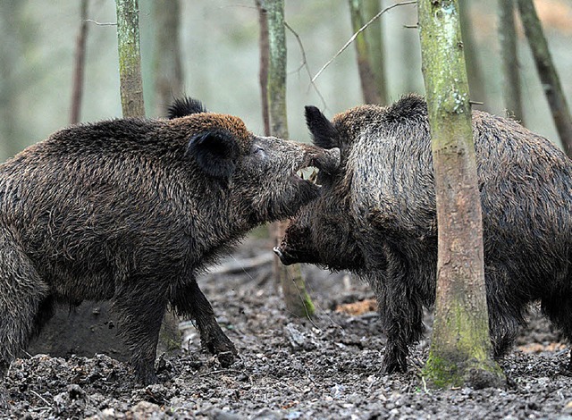 Wildschweine fhlen sich in diesen Breiten zunehmend wohler.   | Foto: dpa