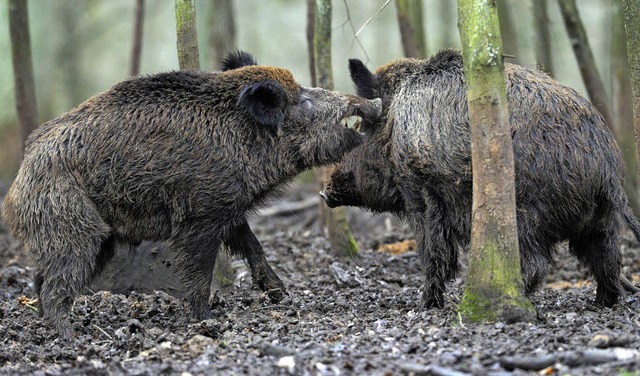 Wildschweine fhlen sich in diesen Breiten zunehmend wohl.   | Foto: dpa