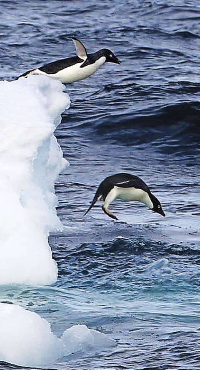 Kein Grund fr Freudensprnge: Pinguine in der Antarktis   | Foto: dpa