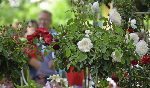 Schneeweichen und Rosenrot:  Bunte Bl... auf Schloss Beuggen bei Rheinfelden.   | Foto: Ralf H. Dorweiler