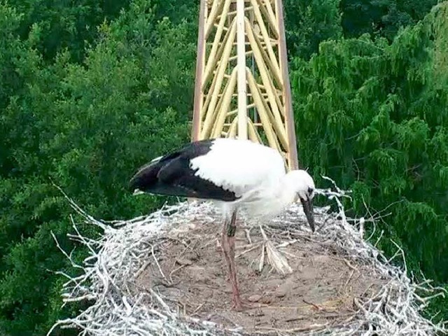 Der Willsttter Storch entwickelt sich prchtig.  | Foto: BZ