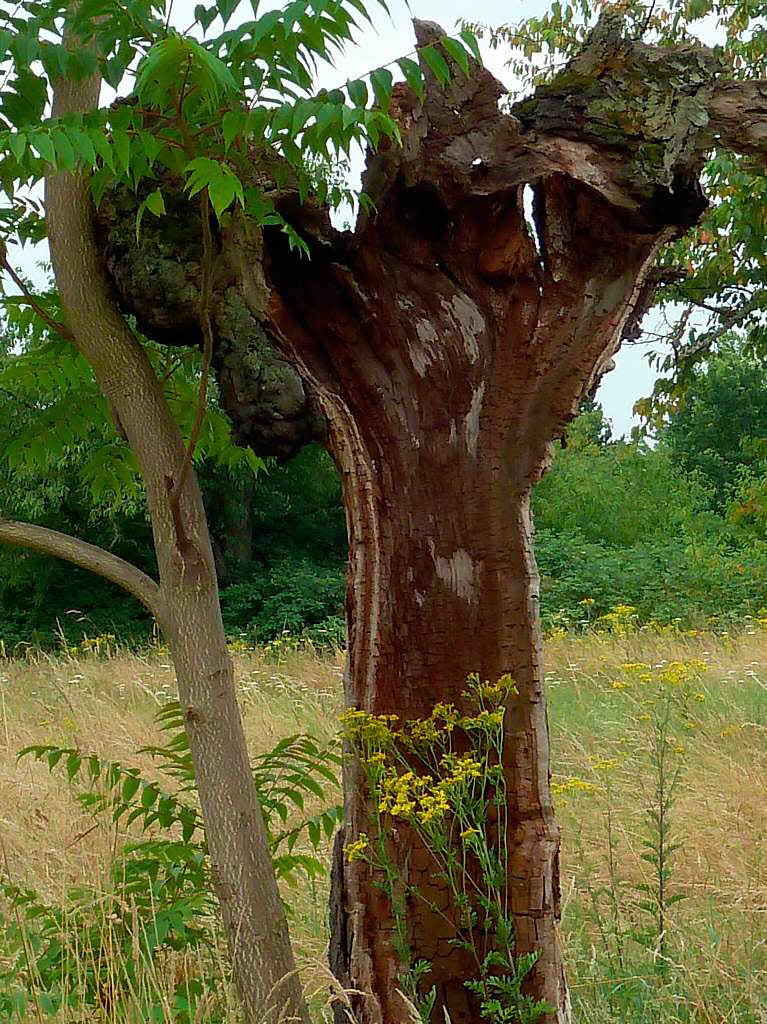 Rolf Brutschin: Hohler Baumstamm eines Kirschbaum , seit ca 3 Jahren angelehnt an junges Bumchen, in ppig blhender Graslandschaft, leider ohne Sonnenschein. Aufgenommen im Neubaugebiet Hohe Strasse Weil, nhe Vitra.