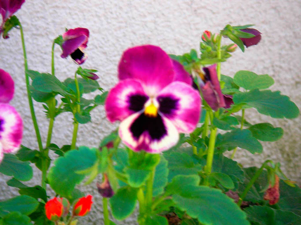 Dietrich Oltersdorf:Terrasse des Minigolfplatzes Friedlingen auf die Blumenksten blickte, schaute mich doch ttschlich ein Stiefmtterchen an, Ich musste lachen  da ich darin ein Gesicht eines Hundes ( Schnauzer ) sah.Sehen es die Leser auch so?