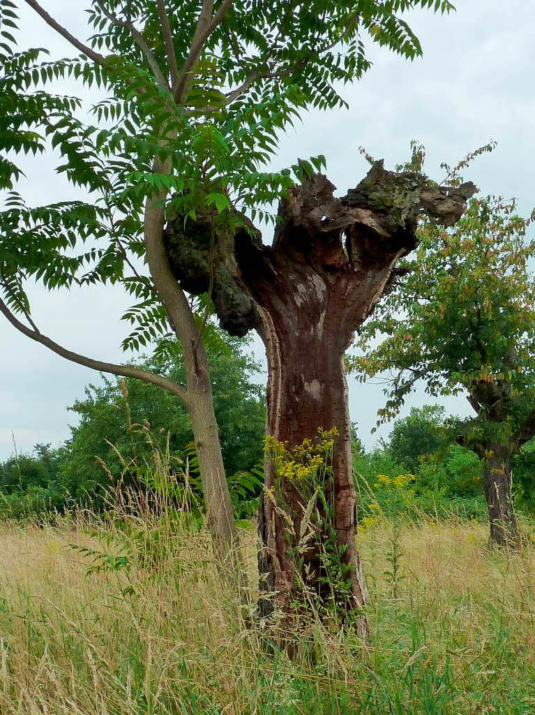 Rolf Brutschin: . Hohler Baumstamm eines Kirschbaum , seit ca 3 Jahren angelehnt an junges Bumchen, in ppig blhender Graslandschaft, leider ohne Sonnenschein. Aufgenommen im Neubaugebiet Hohe Strasse Weil, nhe Vitra.