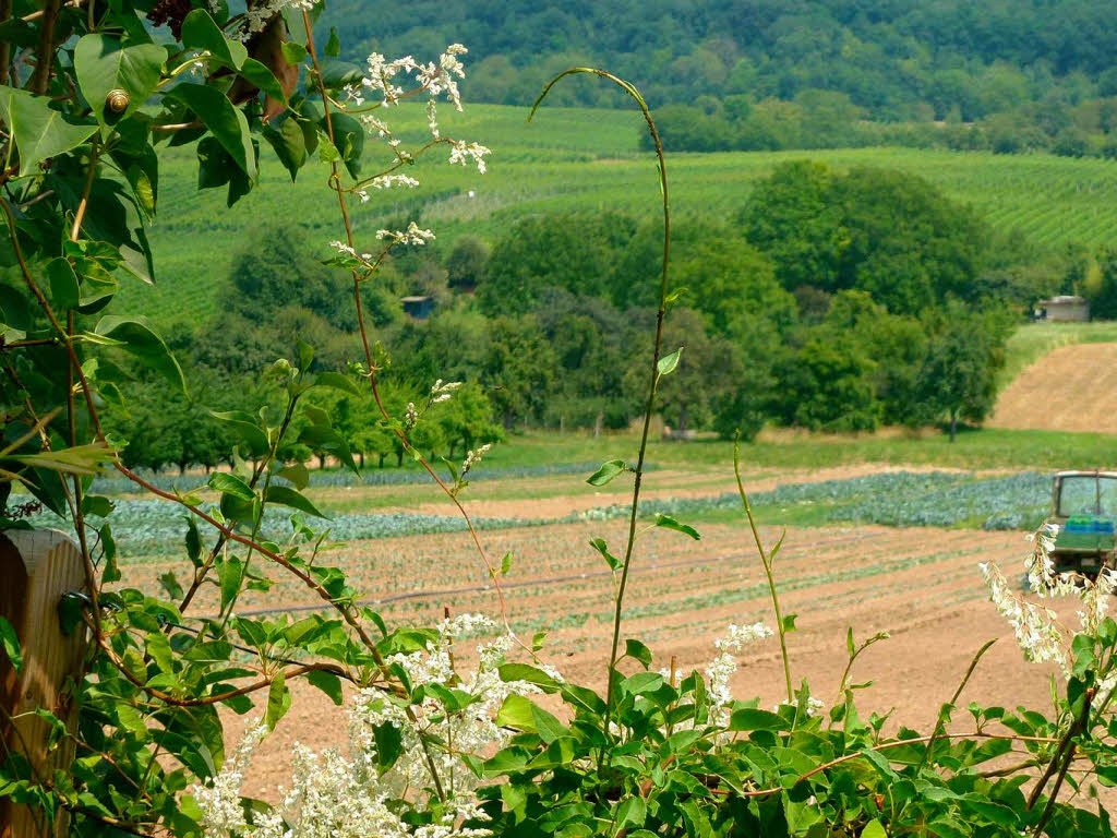 Leila Wassmer-Best: Weinbergstrae in Haltingen, mit Blick auf die Felder, dahinter der Weilweg und die Rebberge.