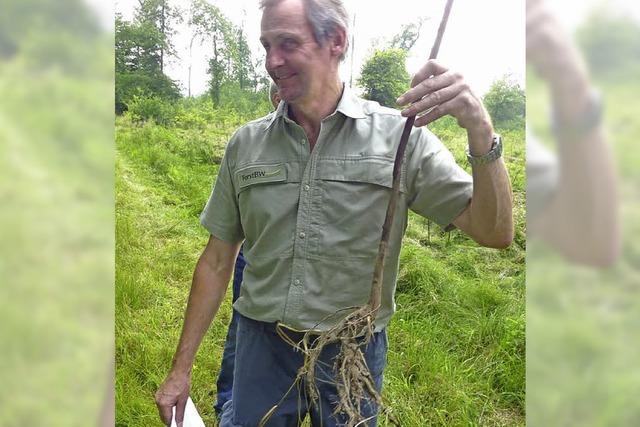 Zerstrungen im Teninger Unterwald