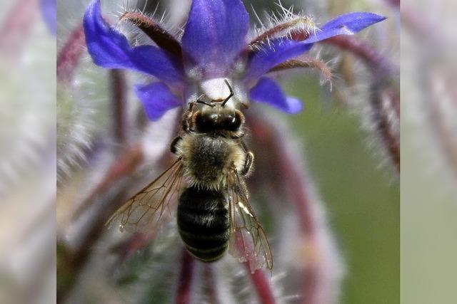 Bienen auf der Intensivstation