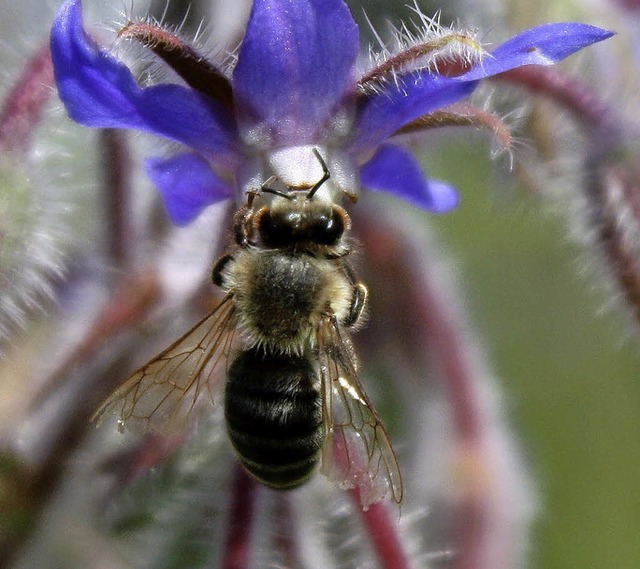 Bienen brauchen bunte Blumen und eine ...r Pflanzen fr ein gesundes berleben.  | Foto: Dorothe Kuhlmann