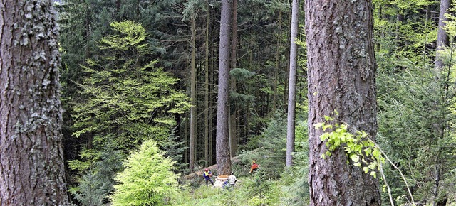 Eine groe Douglasie wurde in Todtnau ... grte Baumliege der Welt entstehen.   | Foto: Privat