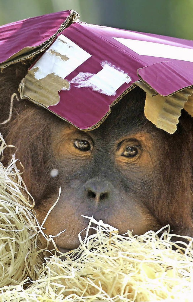 Denkt vielleicht an frhere Zeiten: Orang-Utan in Hellabrunn   | Foto: dpa