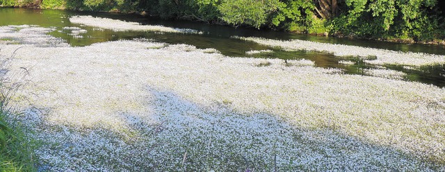 Die vom Wasser-Hahnenfu zugedeckte Brigach.   | Foto: LENDLE