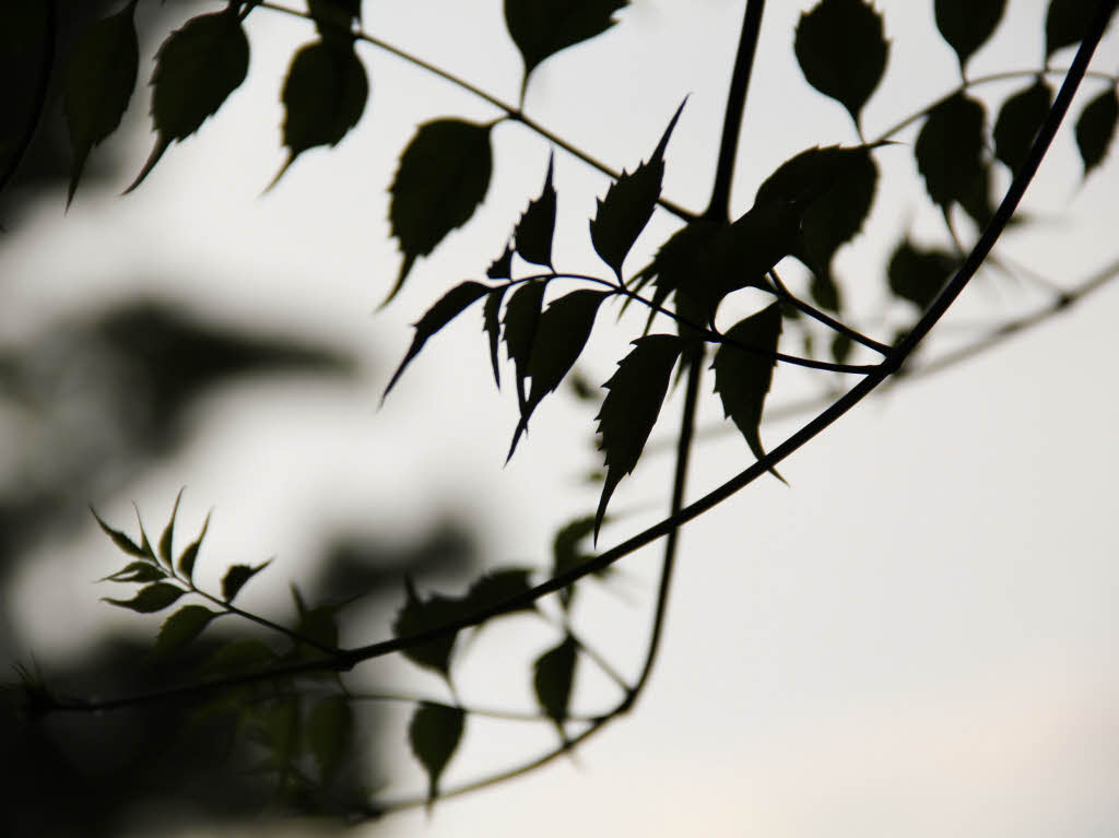 Carolina Itzin : Schatten im Garten in Binzen