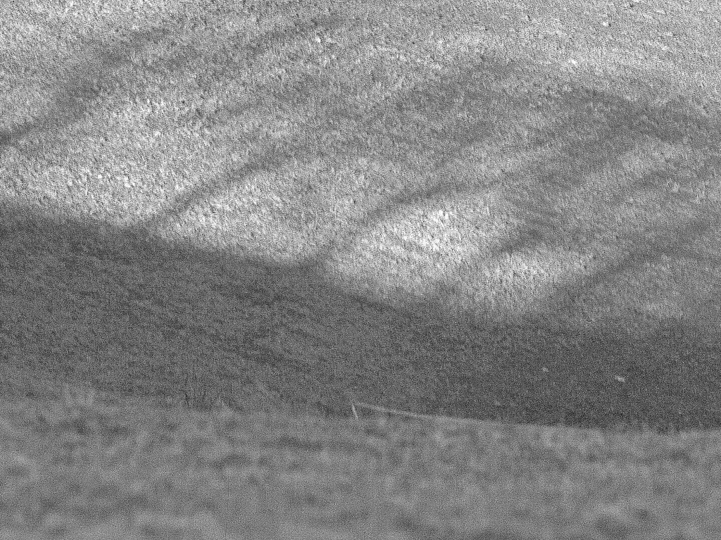 Reiner Bauer: Entstanden am Schauinsland und zeigt Bume, die ihren Schatten aufeinen Acker werfen