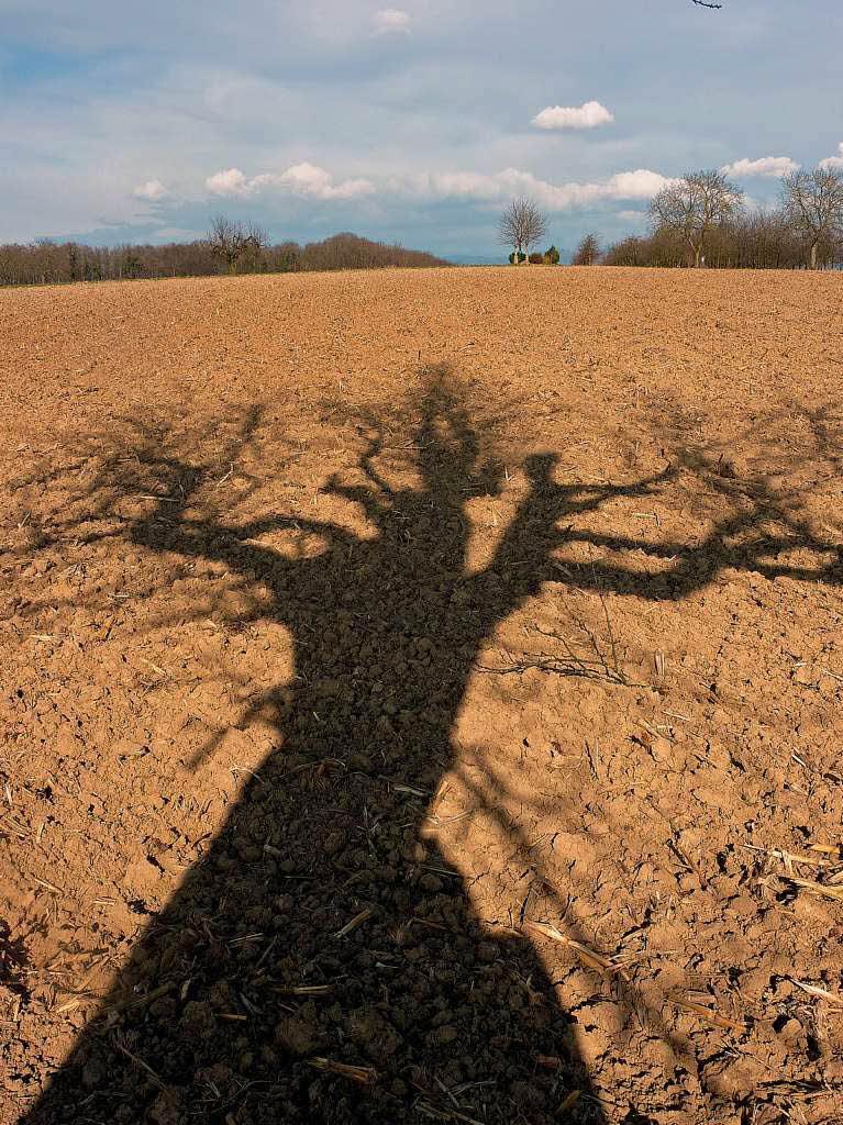 Reiner Bauer: Ein Baum wirft seinen Schatten auf einenAcker . Entstanden ist das Foto auf dem Weg von Huttingen nach Blansingen  im Hintergrund Die Silhouette des Schwarzwaldes