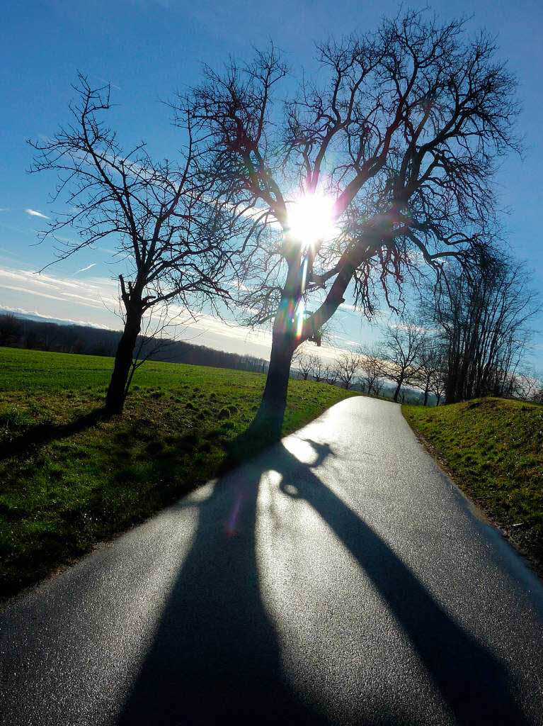 Reiner Bauer: Der Baum steht an der Rmerstrae von Blansingen nach Huttingen, wird von der Sonne angestrahlt und wirft seinen Schatten auf die Strae