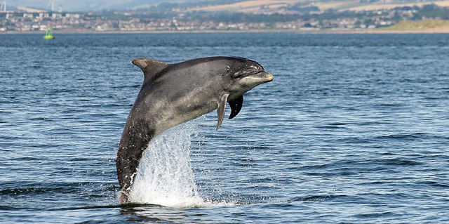 Ein Delfin in der Nordsee. Ruft ihn ei...genossen, kann er das wohl verstehen.   | Foto: dpa