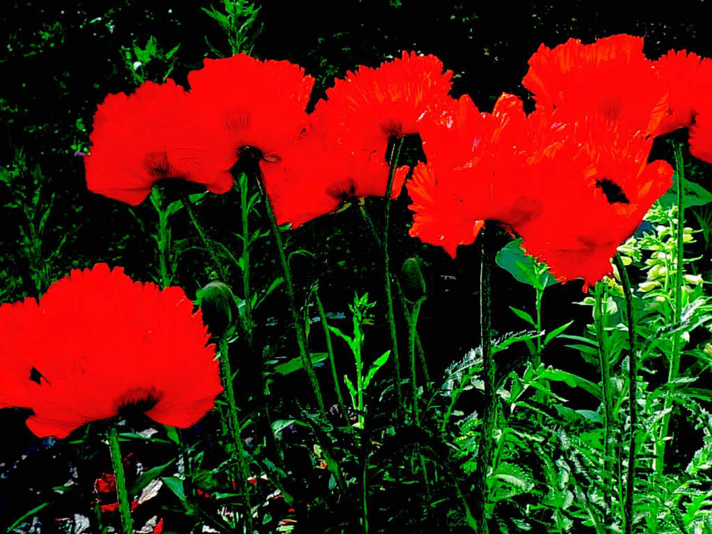 Helga Noor: "Mohn im Bauerngarten" unterwegs im Rebland aufgenommen Emil Nolde htte seine Freude daran gehabt