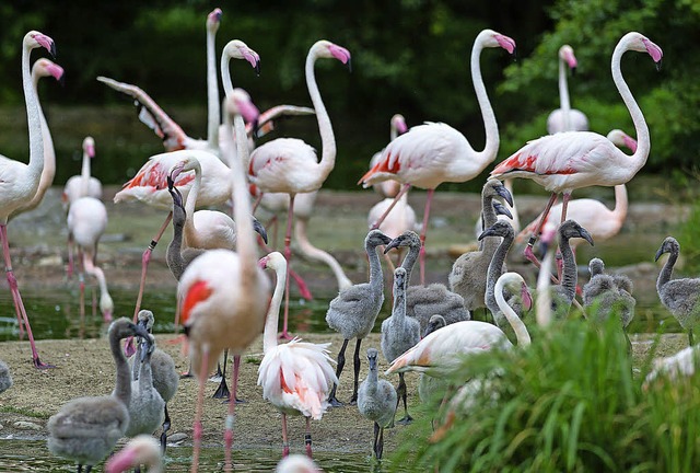 Die Kolonie im Basler Zoo besteht derzeit aus mehr als 100 Flamingos.   | Foto: Zoo Basel