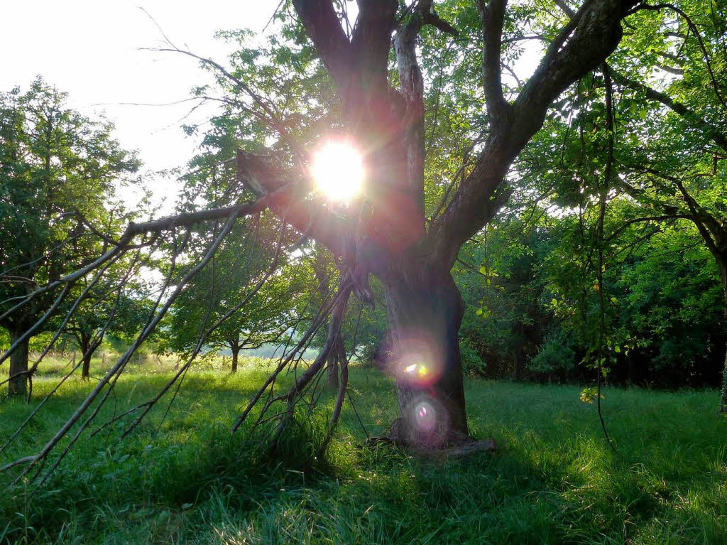 Katharina Brutschin: Licht und Schatten am Tllinger