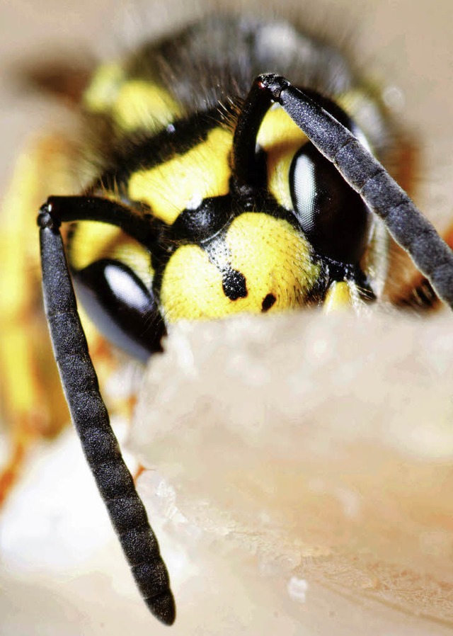 Die Eisenbacher Wespen haben wieder Ruhe.   | Foto: dpa