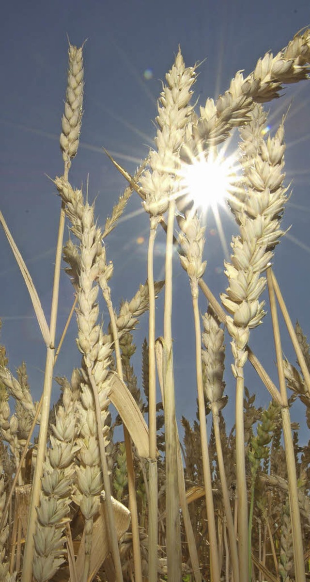 Der Weizen geniet die heien Tage, der  Mais leidet darunter.   | Foto: dpa