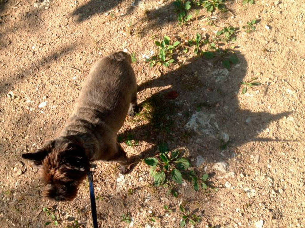 Gerda Siewert:  Abstraktes Schattenbild von unserem Hund. Aufgenommen im Kanderner Wald!