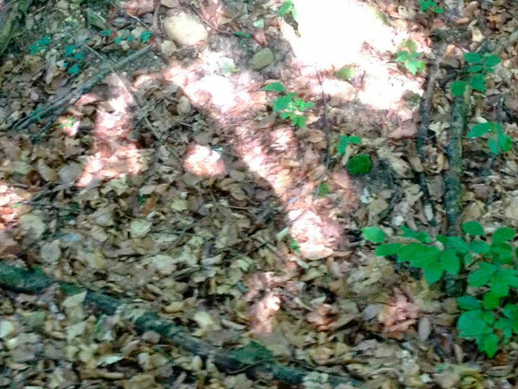 Gerda Siewert: Schattenspiel im Kanderner Wald