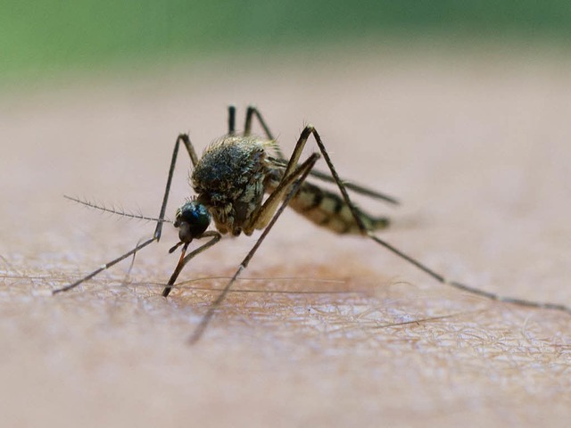 Reicht ide Eigeninitiative der Brger aus?  | Foto: dpa