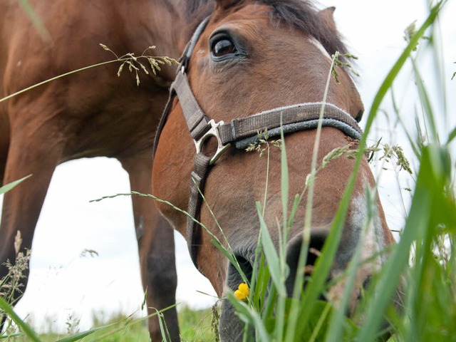 Friedlich und wehrlos: ein grasendes Pferd auf einer Weide.  | Foto: dpa-tmn