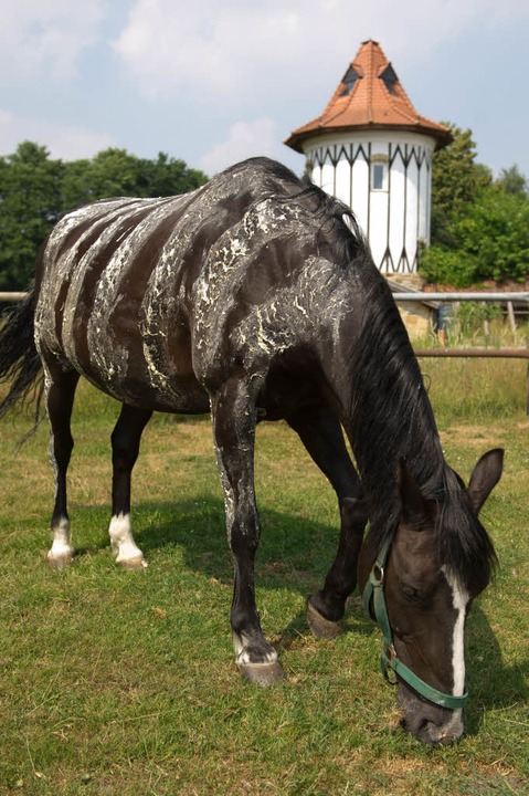 Pferd mit Zebramuster  | Foto: dpa