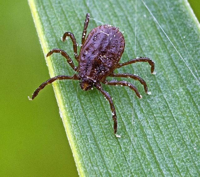 Hautkontakt unerwnscht: Eine Zecke krabbelt auf einem Blatt.  | Foto: DPA