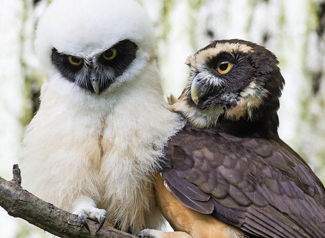 Jung- und Altvgel weisen eine nahezu gegenteilige Frbung auf.   | Foto: Zoo Basel