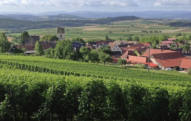 Aus den Weinreben am &#8222;Steingle...er Blick auf Tannenkirch und Umgebung.  | Foto: Schtz
