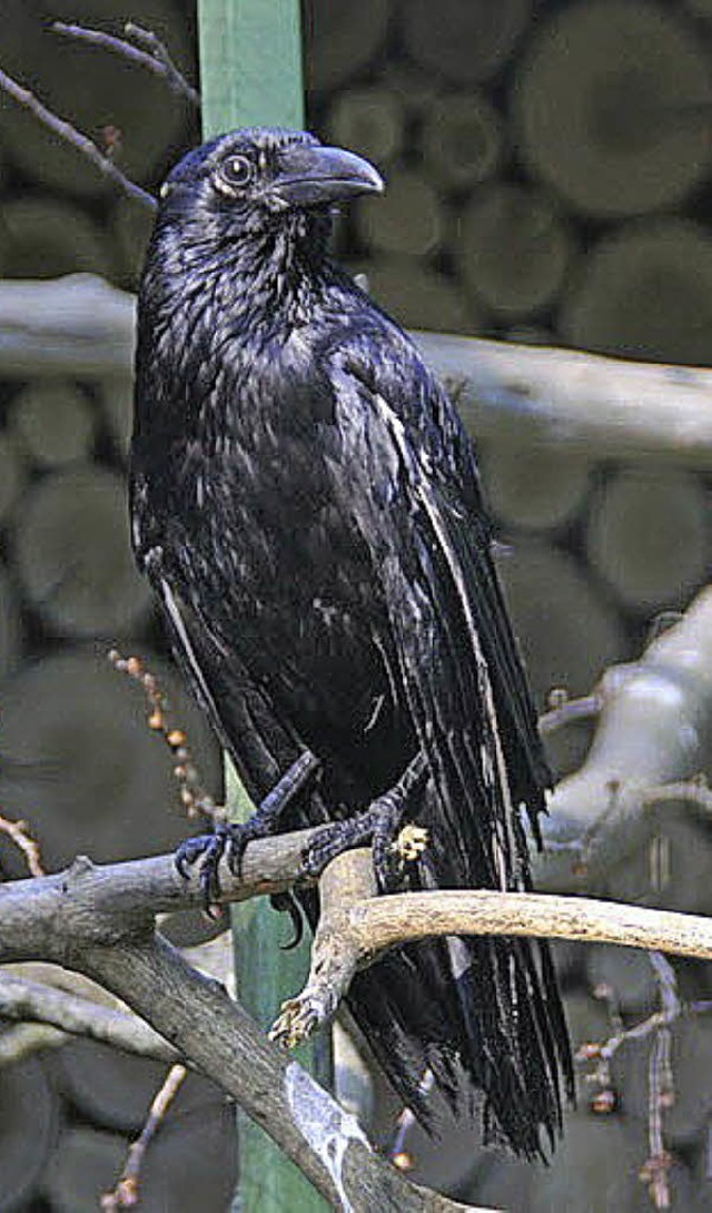 Die Rabenkrhe plappert gern.  | Foto: Freundeskreis Schwarzwaldzoo