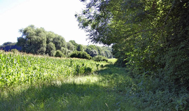 berragend: Weiden entlang des Rmming...reite Streifen auf Wittlinger ckern.   | Foto: Frey