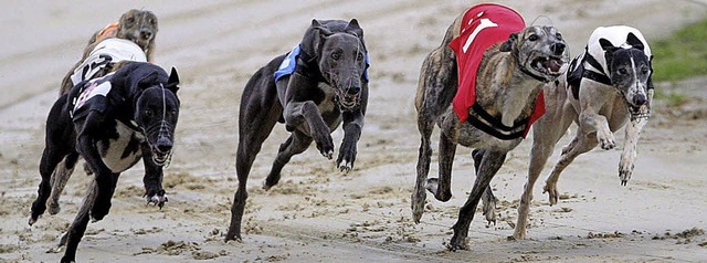 Sie schaffen 70 Stundenkilometer: Greyhounds sind die schnellsten Hunde der Welt  | Foto: DPA