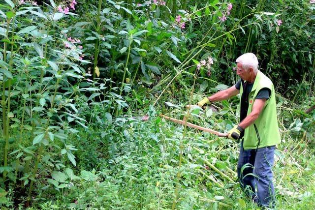 Schwarzwaldverein kmpft unverzagt gegen Springkraut