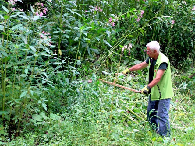 Mit der Sense versucht Peter Simon  in...grube, den  Springkrautwald zu fllen.  | Foto: Eva Korinth, akh