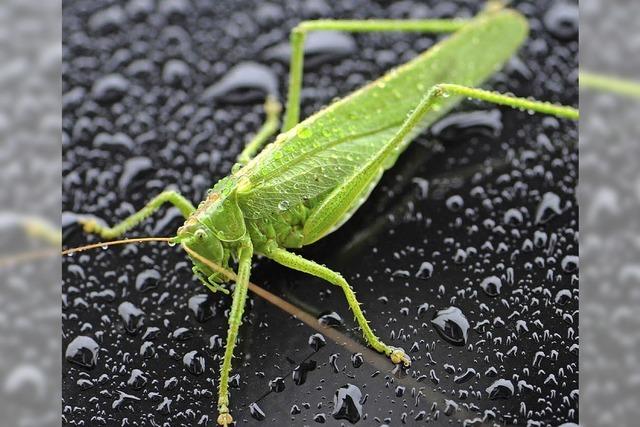 Naturschutzbund Lrrach sucht Heuschrecken in der Kiesgrube Kppelin