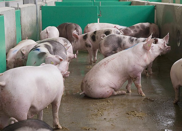 Zuchtschweine im Schlachthof  | Foto: ddp