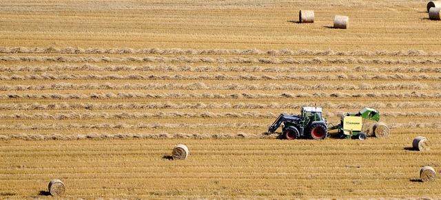 Bei hochsommerlichen Temperaturen wurd...hen Breisgau weitgehend abgeschlossen.  | Foto: Siegfried Gollrad