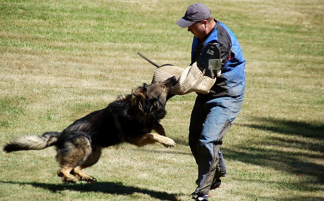 bung beim Jubilum des Hundesportvere...chen Eindringlings ist gut geschtzt.   | Foto: Ulrike Jger