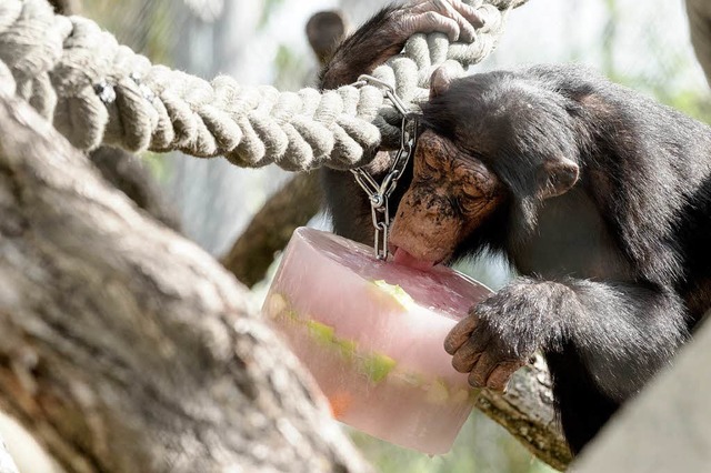 Ein leckeres Fruchteis schmeckt nicht ...Menschen sondern auch den Schimpansen.  | Foto: Zoo Basel