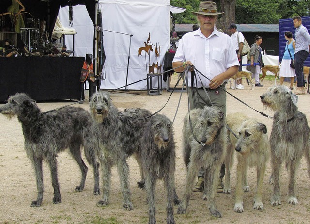 Seine sechs Windhunde hat dieser stolze Besitzer vorgefhrt.    | Foto: DORER