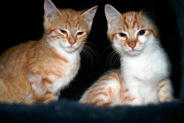 Katzenjammer bei Sommerhitze