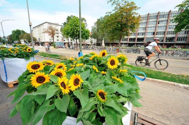 Freiburg hat seine Sonnenblumenallee